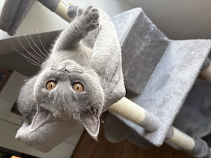 BKH Kitten 4 Monate
