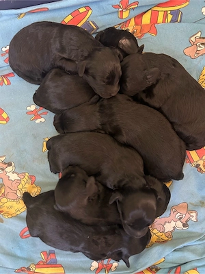 Hundewelpen 