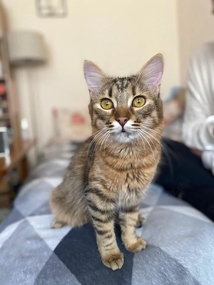 tolle junge Katze Mia sucht ein liebevolles Zuhause