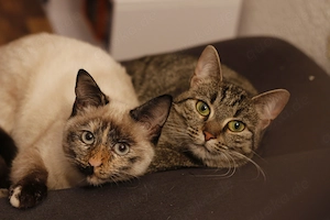 Neues Zuhause für zwei tolle Katzen gesucht