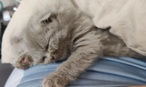 BKH   Heilige Birma Mix kitten