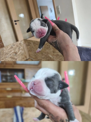 Old English Bulldog Welpen 