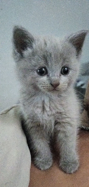 BKH   Heilige Birma Mix kitten