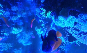 Navachus Kaiserfisch tausch gegen echten Mirakelbarsch oder Verkauf 
