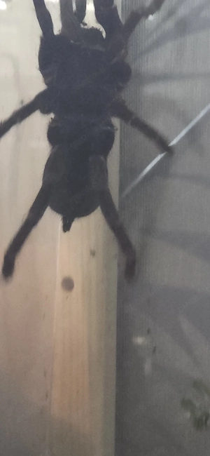 2 Vogelspinnen kostenlos 