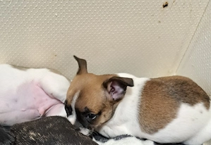 französichpinscher mix Welpen