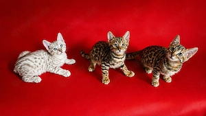 Bengal-, Katzenbaby, Kitten, Kätzchen. Abgabebereit! nur noch drei zu haben, zwei Mädchen, ein Junge