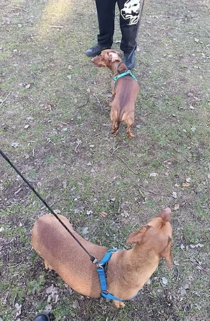 Bruno und Carlos auf Pflegestelle in Ungarn, suchen ein Zuhause Bild 4