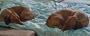 Bruno und Carlos auf Pflegestelle in Ungarn, suchen ein Zuhause Bild 5