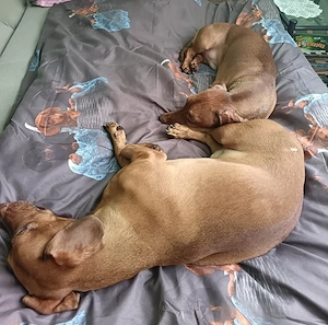Bruno und Carlos auf Pflegestelle in Ungarn, suchen ein Zuhause Bild 6