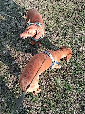 Bruno und Carlos auf Pflegestelle in Ungarn, suchen ein Zuhause Bild 3