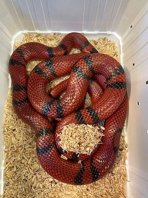 lampropeltis hondurensis
