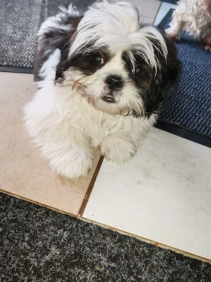 Shih Tzu Welpen
