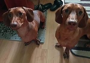 Bruno und Carlos auf Pflegestelle in Ungarn, suchen ein Zuhause Bild 2