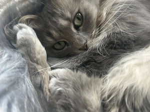 Liebevolle Katze (ca 6 Jahre) sucht neues Zuhause als Einzelprinzessin mit Freigang