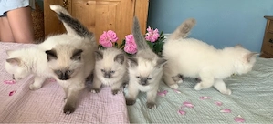 Heilige Birma Kitten
