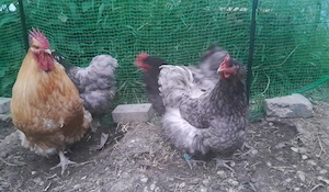 Verkaufe ein Hahn plus 3 Hennen große Rasse Orpington Hühner 