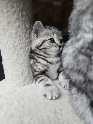 Britisch Kurzhaar Kitten BHK Tabby Schwarz