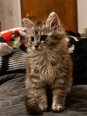 Main Coon + Persian katzenbaby katter 