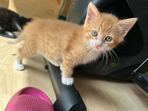 Baby Kater
