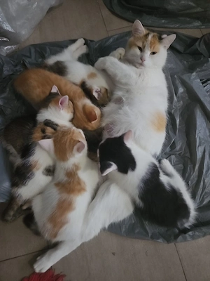 babay katzen zu verkaufen
