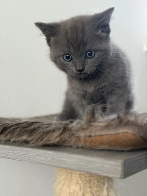 BKH Katze weiblich 