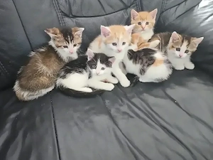 baby katzen