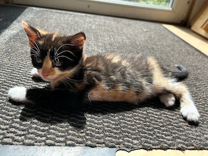 Baby katze