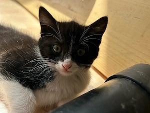 Baby Kater