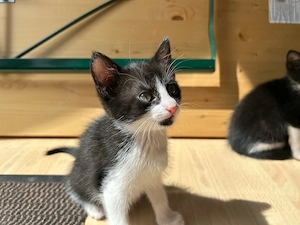 Baby Kater