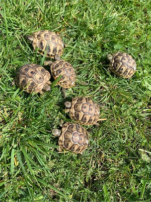 Griechische Landschildkröten , Schildkröten