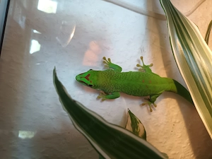 Madagaskar Taggecko von 13.09.25 