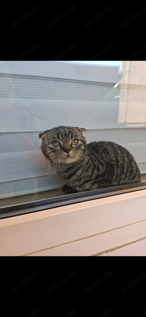Kitten Mix zu verkaufen 