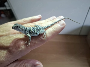 0.1 Crotaphytus collaris collaris   Halsbandleguan Weibchen abzugeben