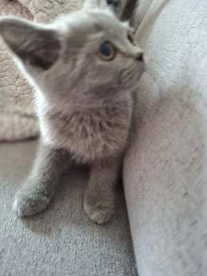 bkh kitten katze 