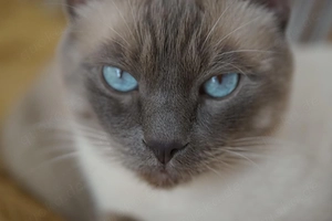 Thai-Siam Deckkater mit sehr liebevollen Charakter 