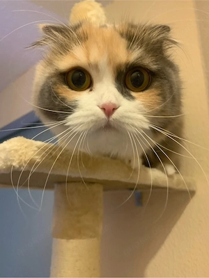 Hübsche katze sucht Neues zuhause 