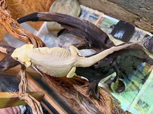 Bartagame Grau 