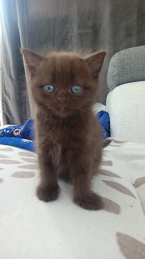 BKH& Siami babykatzen