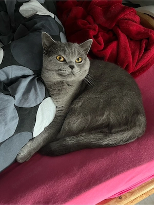 BKH Deckkater gesucht 
