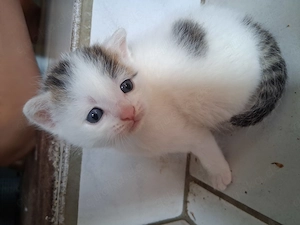 Kleine Katzen ab Juli 2026 abzugeben