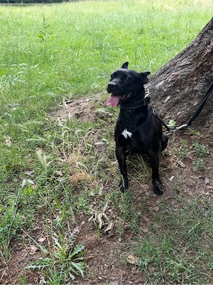 chico sucht eine liebesvolle zuhause 