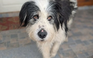 Stattlich schöner Wuschelhund Peter sucht Zuhause