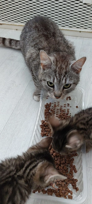 Katzenbabys BKH-Mix 3 Kater 2 Mädels 
