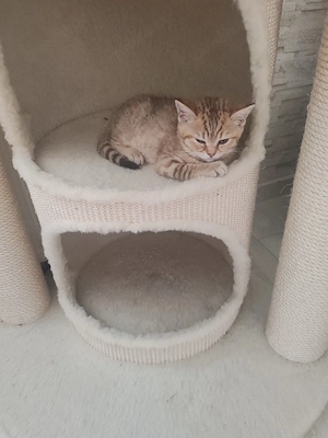 Britisch Kurzhaar Kitten reinrassig 