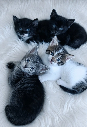 Maine Coon Mix Kitten 