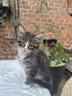 Maine Coon  Norweger Mixe