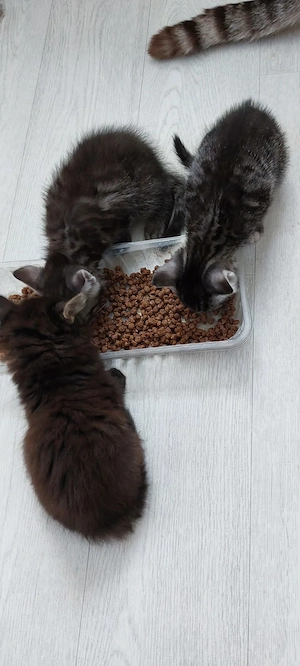 Katzenbabys BKH-Mix 2 Kater 1 Mädchen 