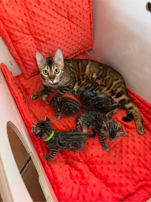 Bengalkitten