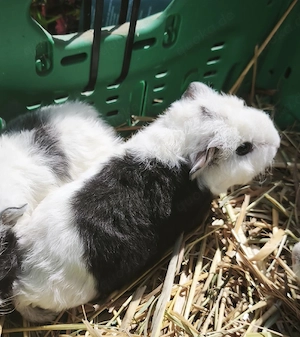 Junge Meerschweinchen